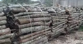 Legna da ardere, l’Università agraria di Tarquinia vende anche tagli da camino con consegna a domicilio