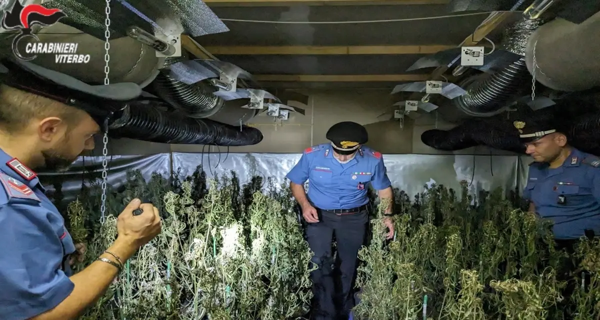 Fabbrica di droga a Civita Castellana: sequestrati 2 chili di marijuana e 2200 piante