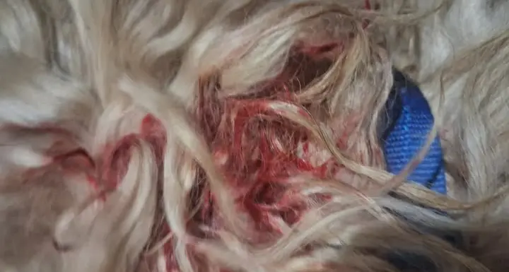 Cucciolo azzannato da un altro cane