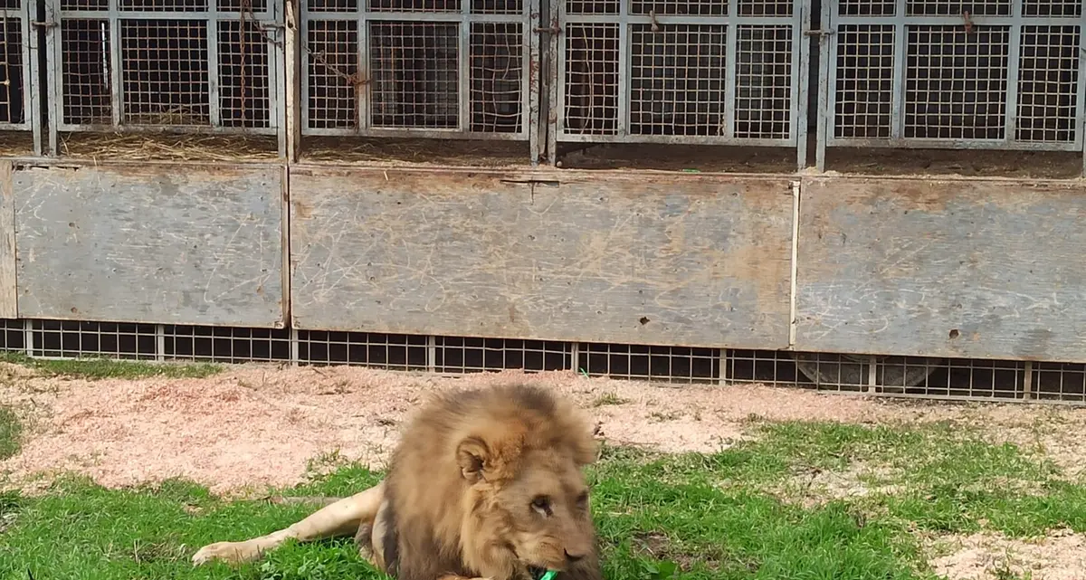 Kimba, il leone fuggito dal circo a Ladispoli, protagonista di un libro