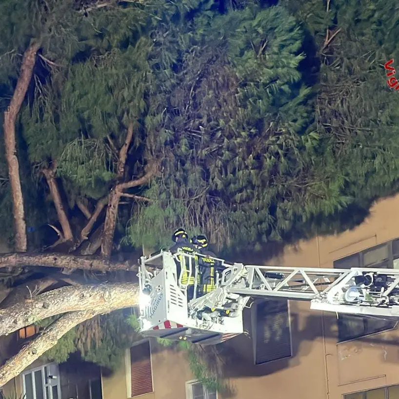 Due pini crollano su una palazzina: notte di lavoro per i Vigili del fuoco