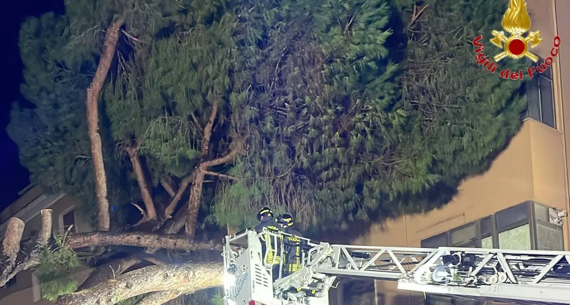 Due pini crollano su una palazzina: notte di lavoro per i Vigili del fuoco