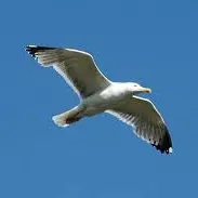 «Abbattuti illegalmente quattro esemplari di uccelli non cacciabili»