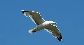 «Abbattuti illegalmente quattro esemplari di uccelli non cacciabili»