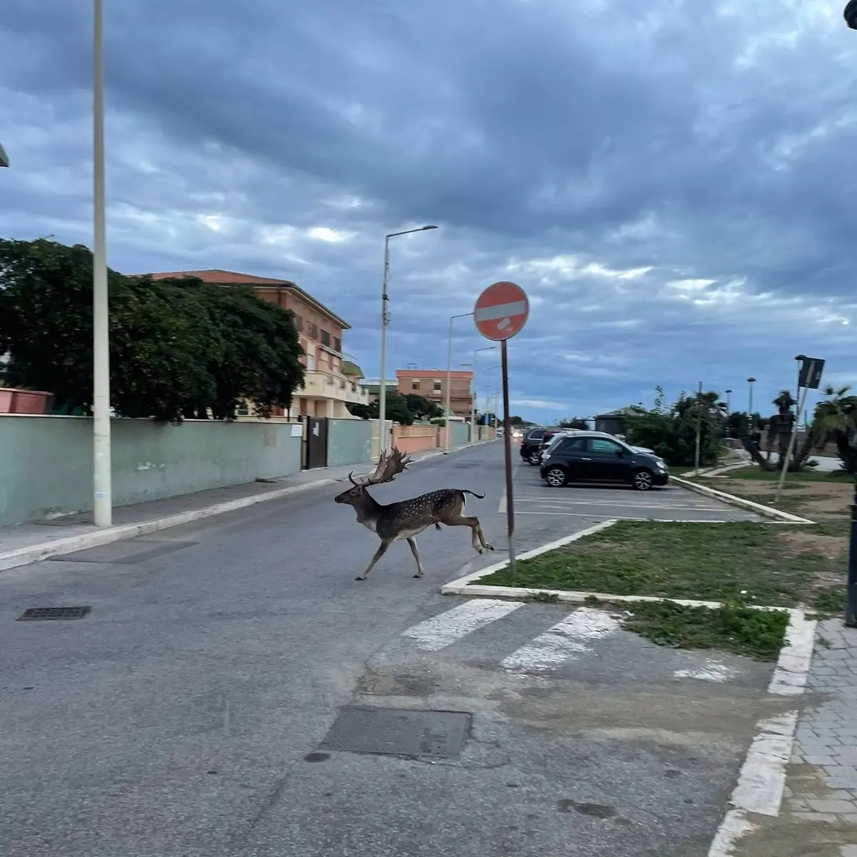 Ladispoli, daino a spasso in città: poi si tuffa in mare