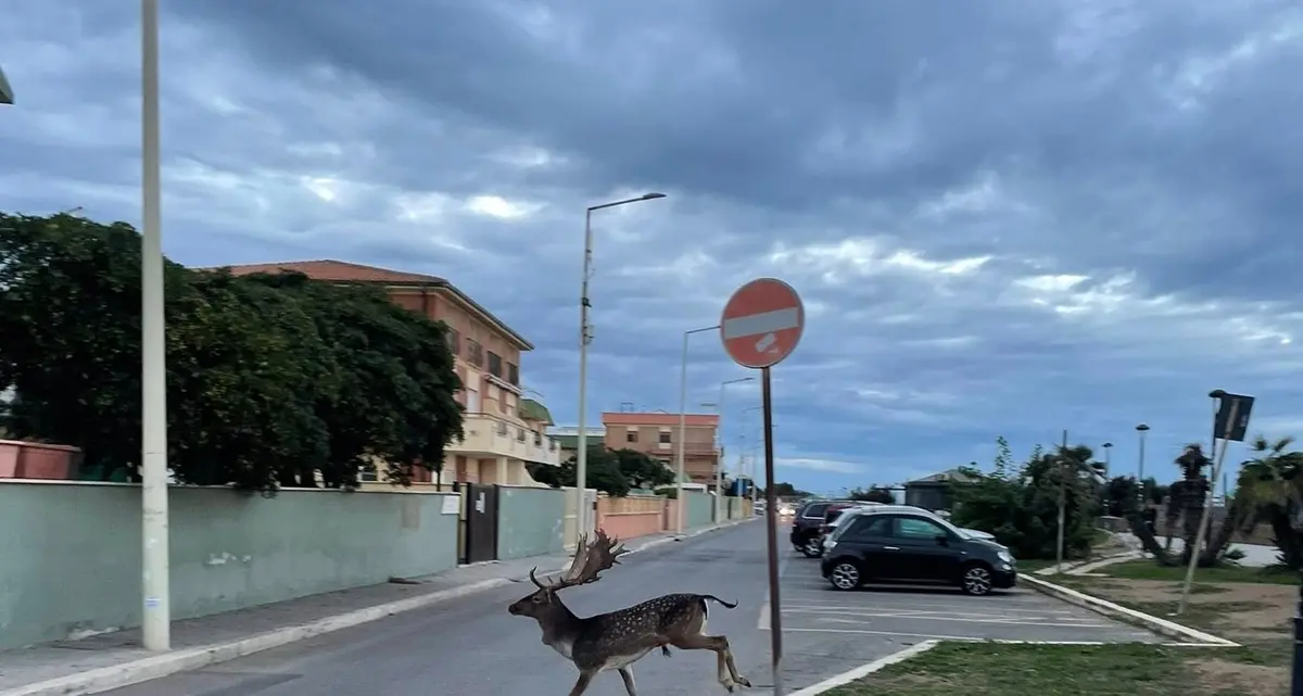 Ladispoli, daino a spasso in città: poi si tuffa in mare