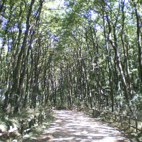 Forest Therapy al faggeto: viaggio nella natura