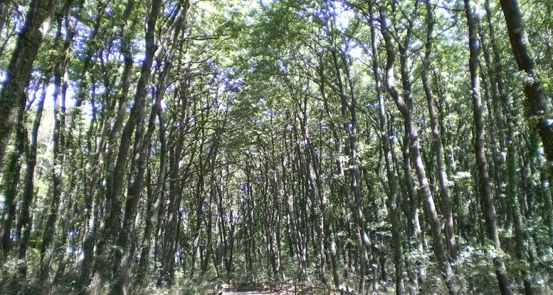 Forest Therapy al faggeto: viaggio nella natura