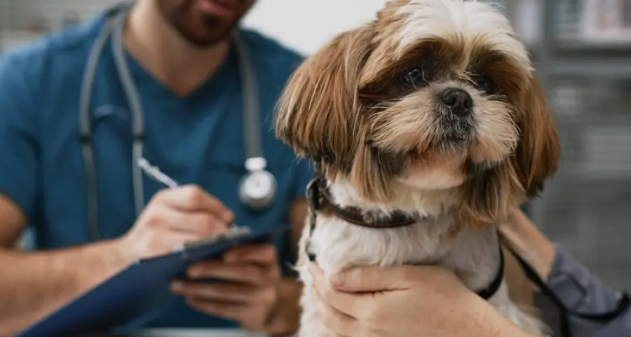 Torna il microchip day gratuito