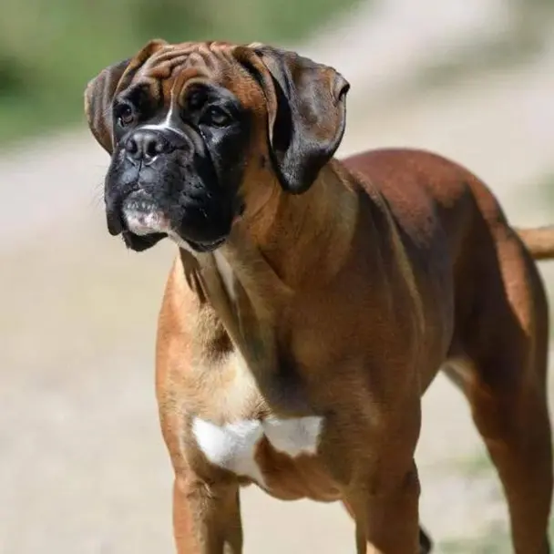 Cane sciolto cerca di assalire cucciolo e padrona: paura in città