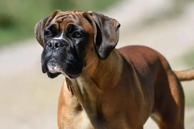 Cane sciolto cerca di assalire cucciolo e padrona: paura in città