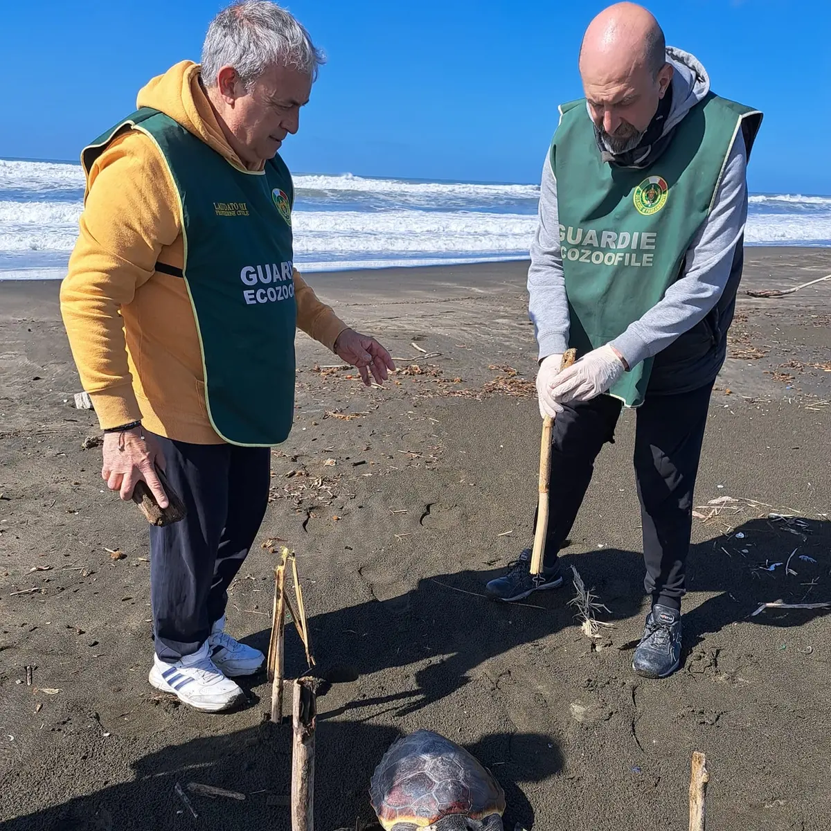 Tartaruga trovata morta in spiaggia