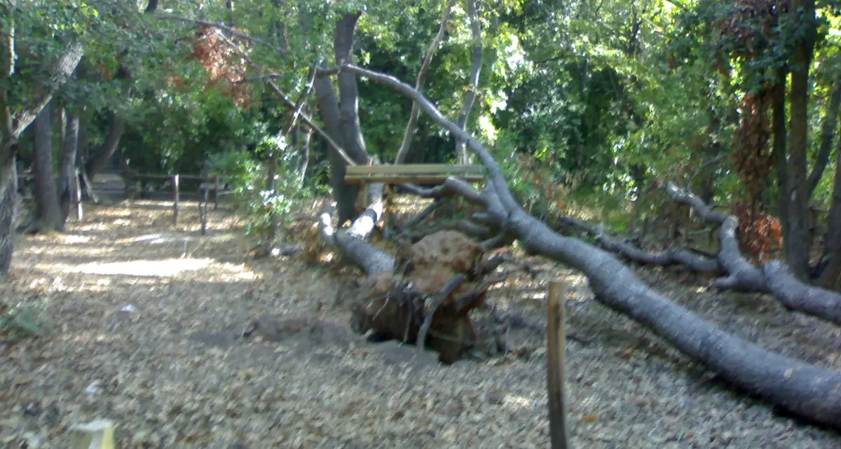 Bosco malato, pronto un piano per riaprirlo