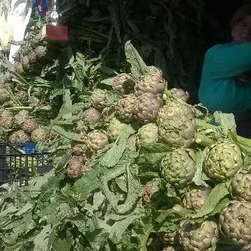 «Sagra del carciofo, le attività del territorio partecipino»