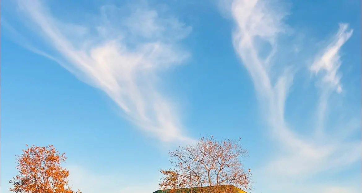 Arrivano le aiuole sponsorizzate