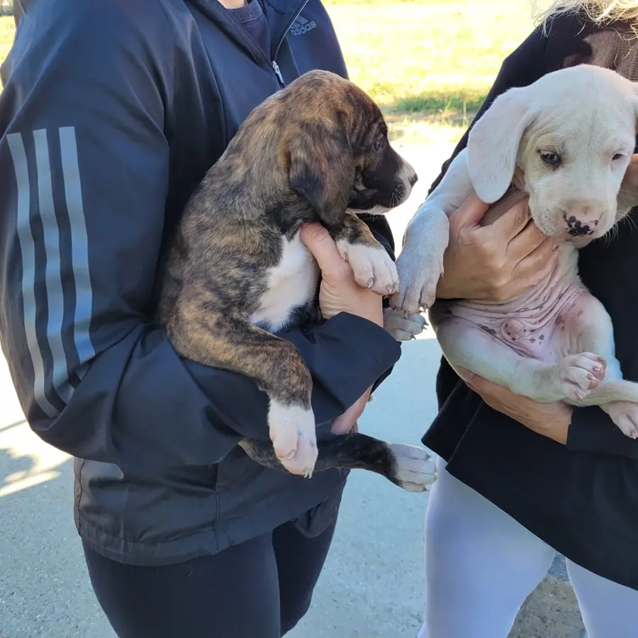 Sterilizzazioni gratuite, microchip e adozioni responsabili: stop agli abbandoni
