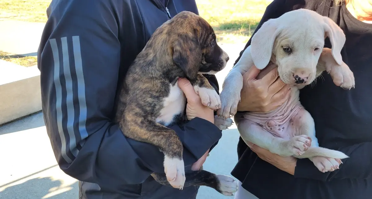 Sterilizzazioni gratuite, microchip e adozioni responsabili: stop agli abbandoni