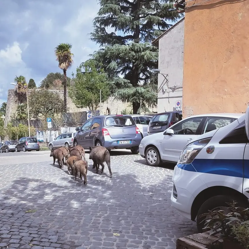 Viterbo: cinghiali scortati dalla polizia