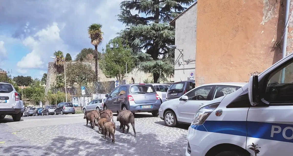 Viterbo: cinghiali scortati dalla polizia