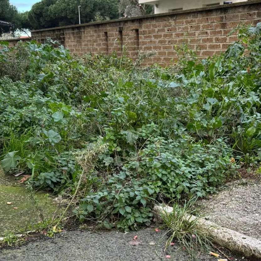 Erba alta a via Sicilia: i residenti chiedono un intervento