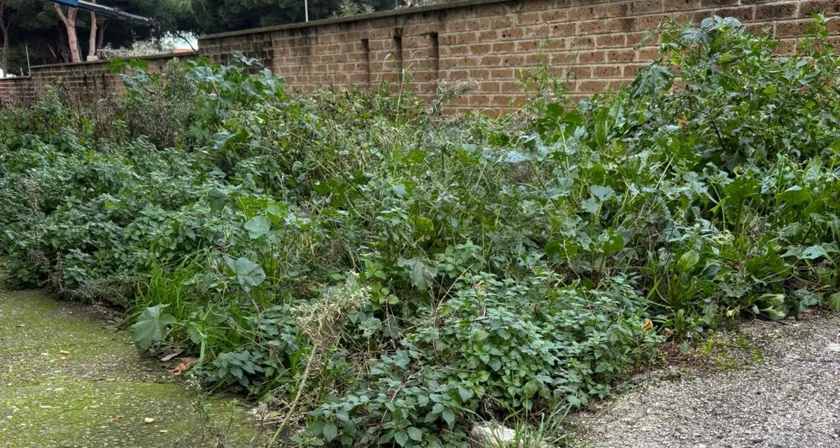 Erba alta a via Sicilia: i residenti chiedono un intervento