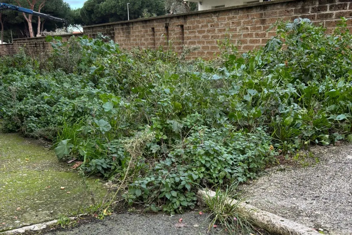 Erba alta a via Sicilia: i residenti chiedono un intervento