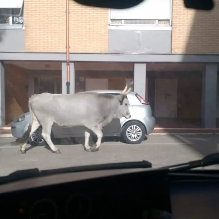 Insolito avvistamento a Campo dell’Oro: una mucca a passeggio per le strade