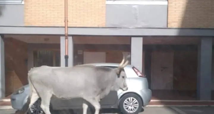 Insolito avvistamento a Campo dell’Oro: una mucca a passeggio per le strade