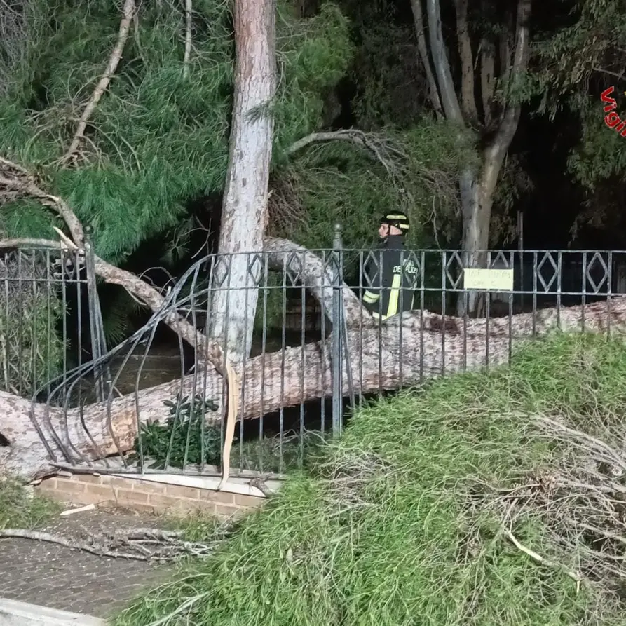 Pino crolla nella notte: intervento dei Vigili del Fuoco