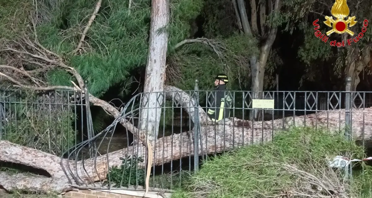 Pino crolla nella notte: intervento dei Vigili del Fuoco