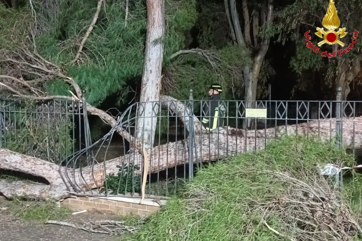 Pino crolla nella notte: intervento dei Vigili del Fuoco