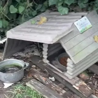 «Distrutte le casette della colonia felina»