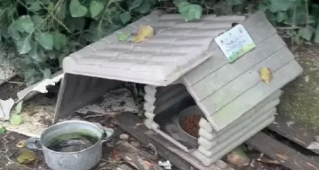 «Distrutte le casette della colonia felina»