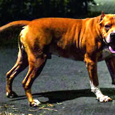 Pitbull aggressivo a piede libero a San Liborio: la denuncia dei residenti