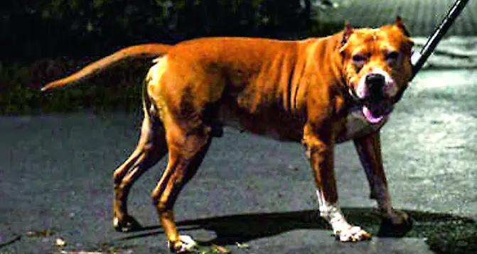 Pitbull aggressivo a piede libero a San Liborio: la denuncia dei residenti