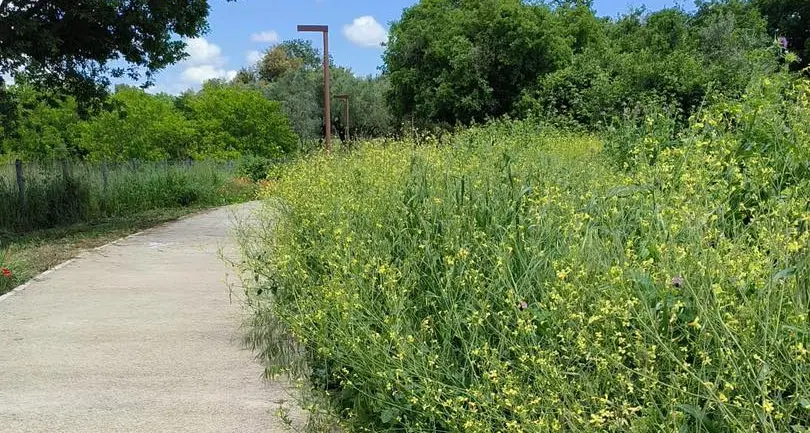 Erba alta: piano straordinario della Provincia