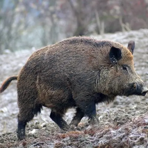 Tuscania: attaccato da un cinghiale, ferito un cacciatore
