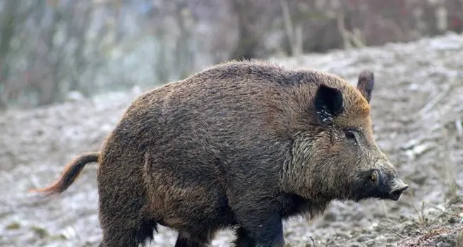 Tuscania: attaccato da un cinghiale, ferito un cacciatore