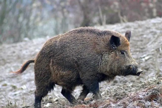 Tuscania: attaccato da un cinghiale, ferito un cacciatore