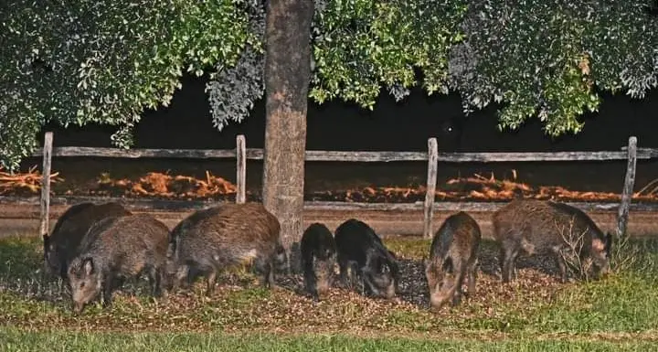 Branco di cinghiali a Santa Severa nord