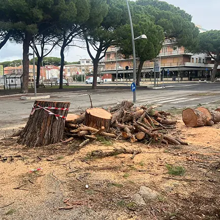 Pini abbattuti al Lido di Tarquinia : assolti l’ex sindaco Alessandro Giulivi e i funzionari comunali