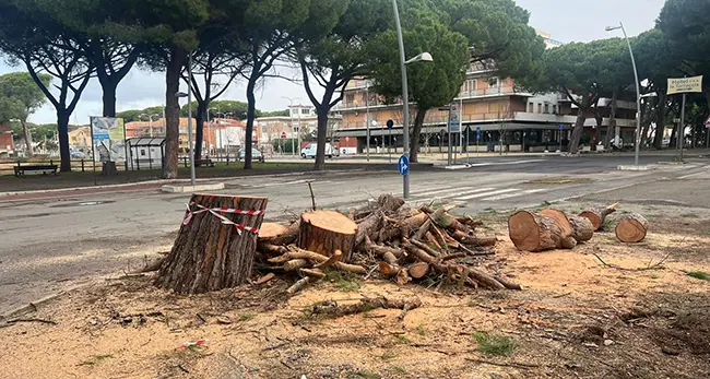 Pini abbattuti al Lido di Tarquinia : assolti l’ex sindaco Alessandro Giulivi e i funzionari comunali