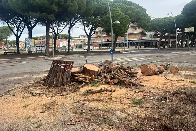 Pini abbattuti al Lido di Tarquinia : assolti l’ex sindaco Alessandro Giulivi e i funzionari comunali