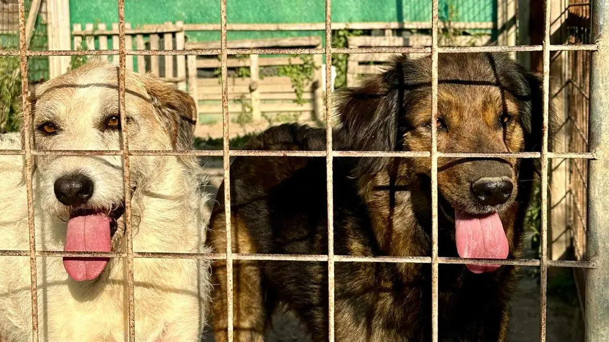 “Sos cuccioli”, si cerca una nuova casa