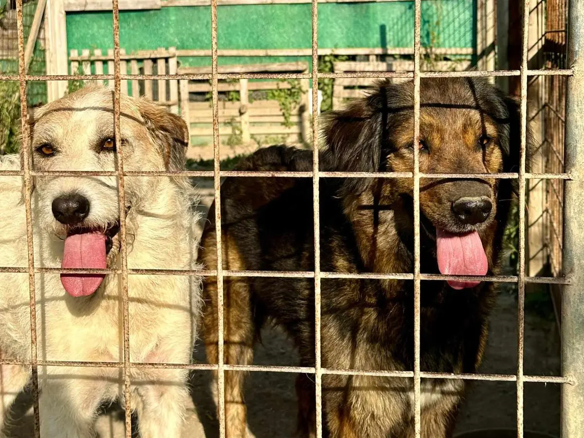 “Sos cuccioli”, si cerca una nuova casa