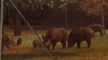 Cinghiali al parco di Cerveteri