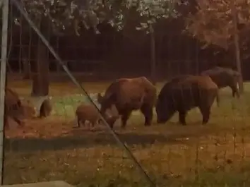 Cinghiali al parco di Cerveteri