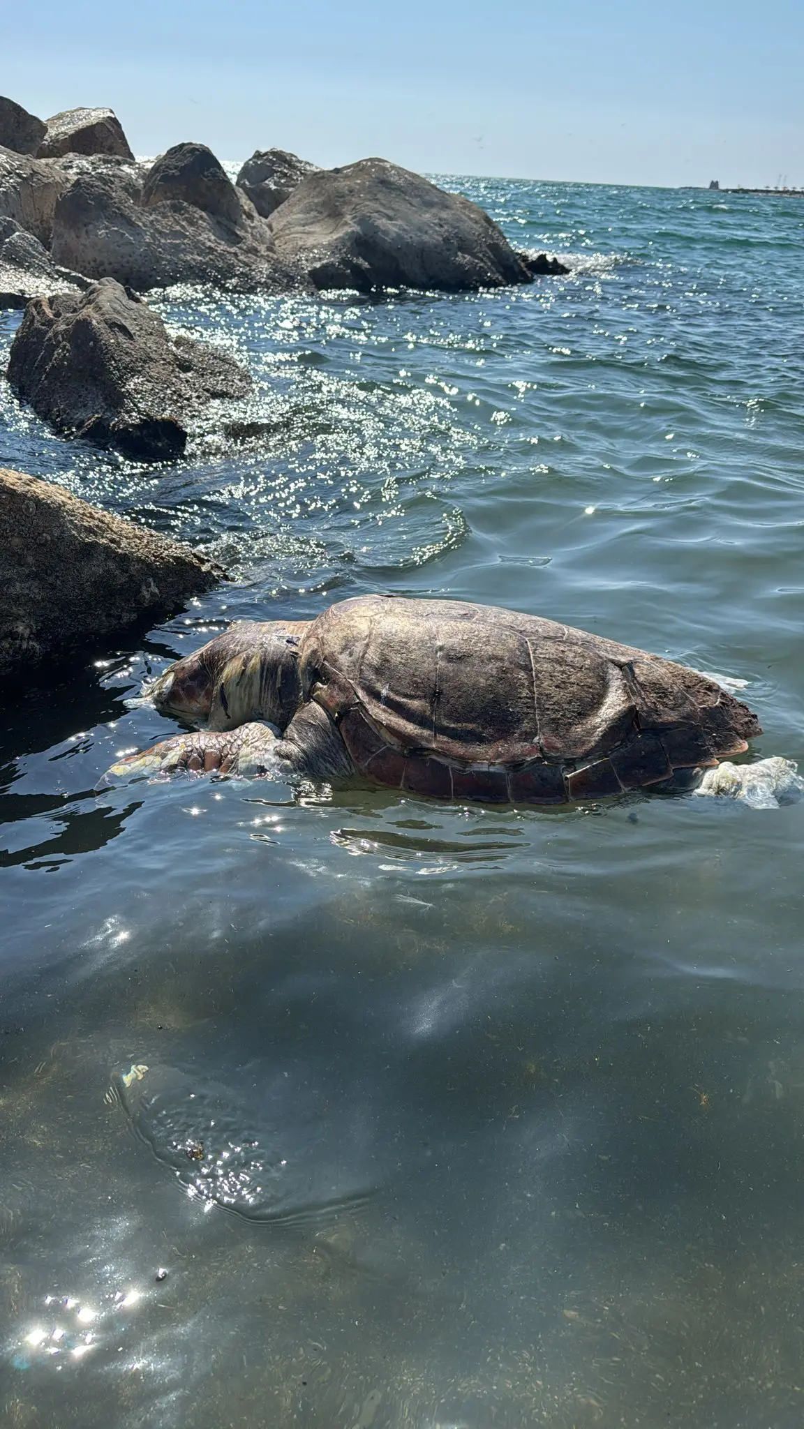 Ancora una tartaruga morta sul litorale