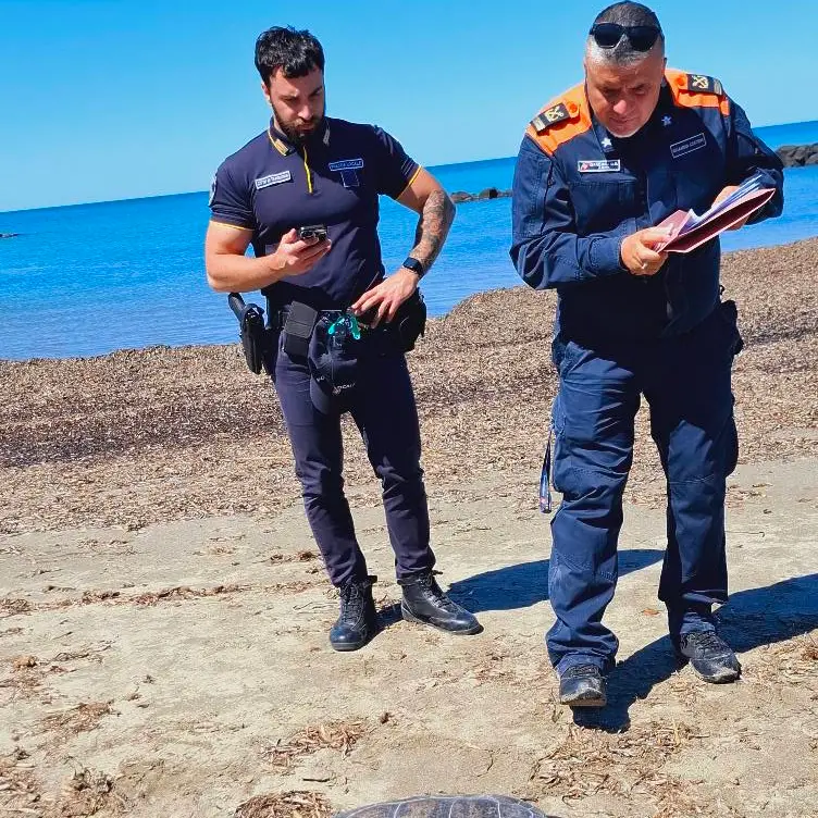 Tartaruga marina “Caretta Caretta” rinvenuta a Tarquinia sulla spiaggia in località San Giorgio