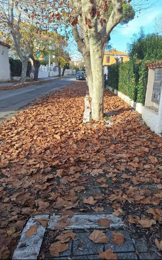 Santa Marinella, strade e marciapiedi invasi da foglie morte e bagnate: i cittadini chiedono a Gesam interventi di pulizia straordinaria